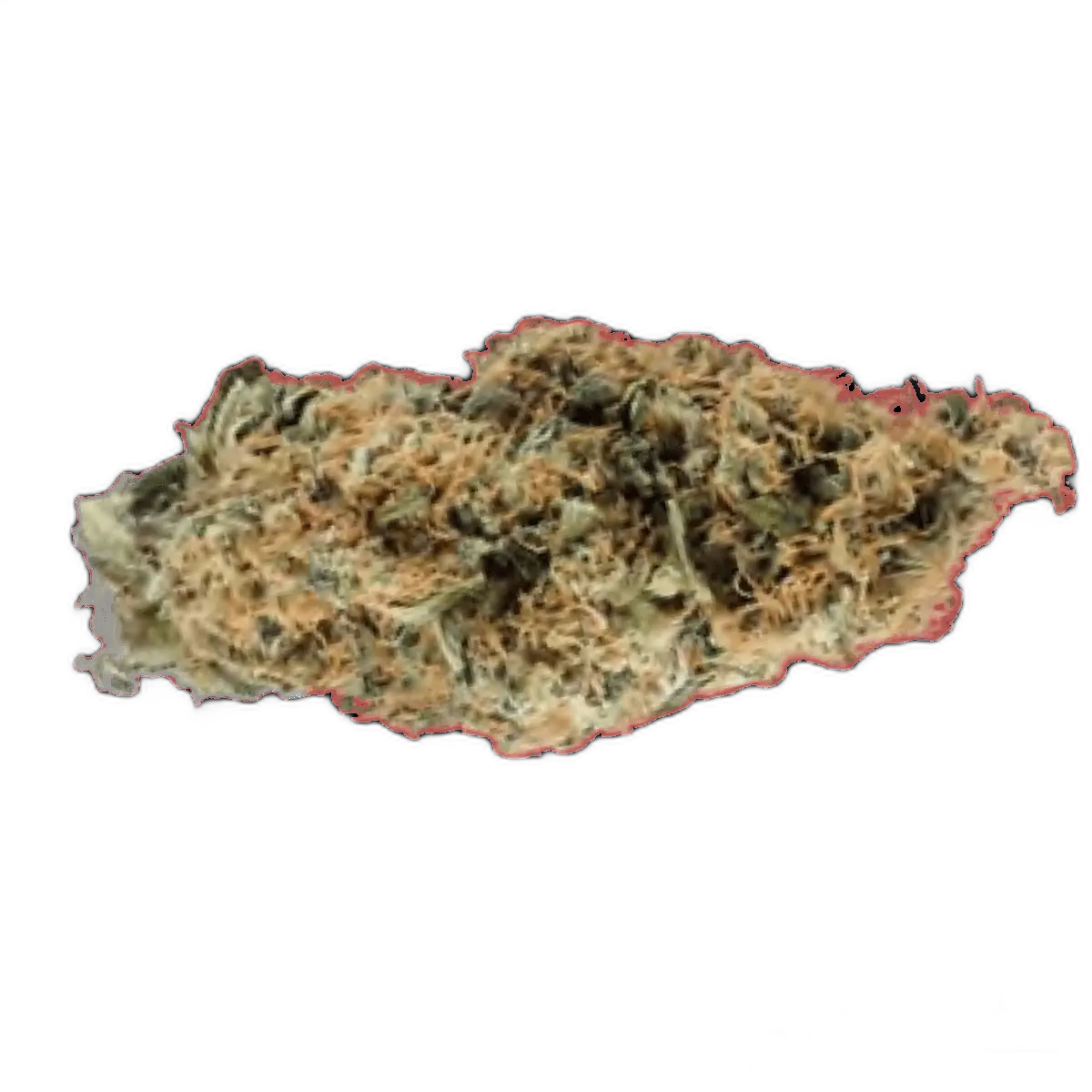 Costa Canna Dynamics - Fortissimo